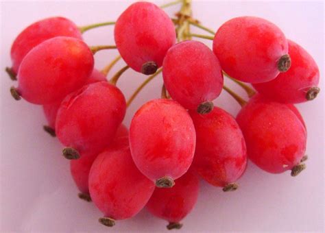 burberry fruit|where to buy barberry fruit.